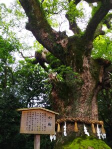 大楠
